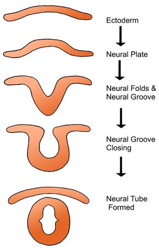 neural tube