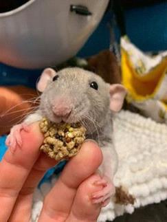 Albus eating Rascally Rat Nutri-Berries Courtesy of Melissa