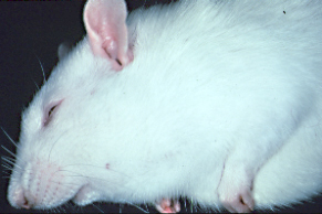 salivary gland enlargement-sda infected rat