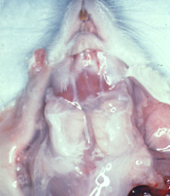 submandibular gland in sda infected rat