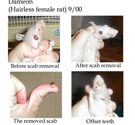 facial abscess/scab removal