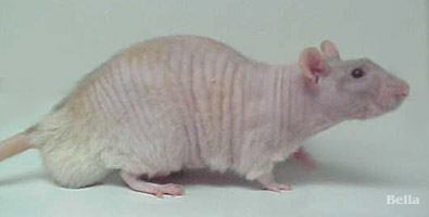 DbRex Hairless Rat