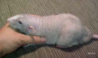 DbRex Sparse Hairless Rat