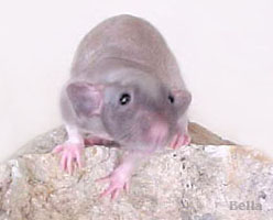 Hairless Rat