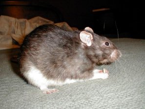 full view of rat
