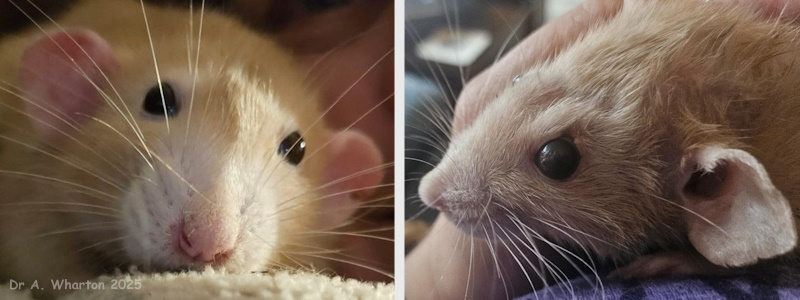 eye before injury and eye healed 