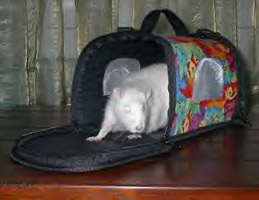 Kristin Johnson's pet rat Stu! posing with carrier