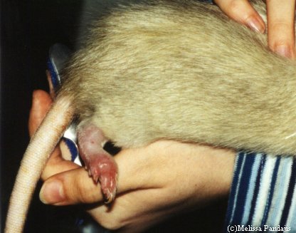 health guide rat pododermatitis