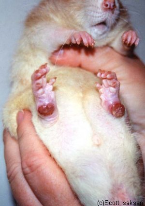 bumblefoot/ulcerative pododermatitis