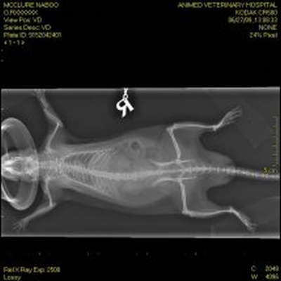 fracture rt. forelimb in rat