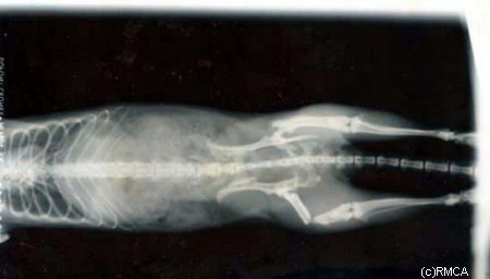 X-ray of pelvic & femur fx