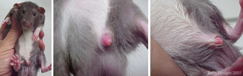 photos of paraphimosis in rat
