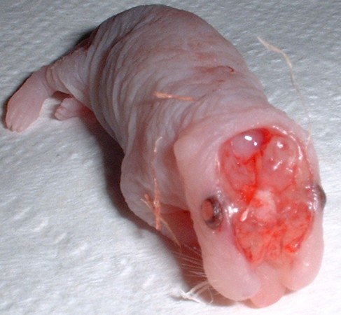 anencephaly in a newborn rat