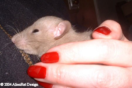 hydrocephaly in 4mo. old rat