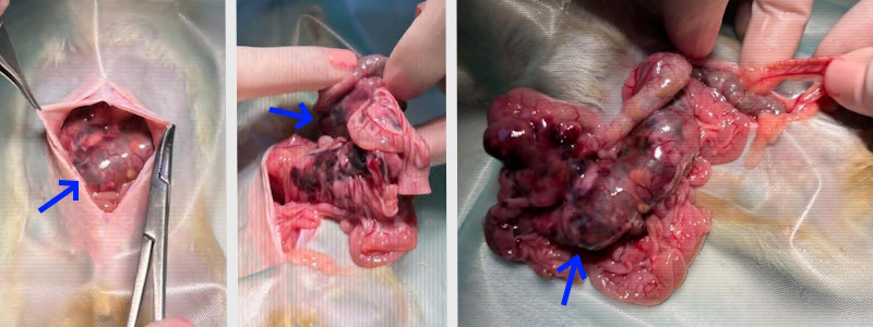 surgery lymphoma arrows