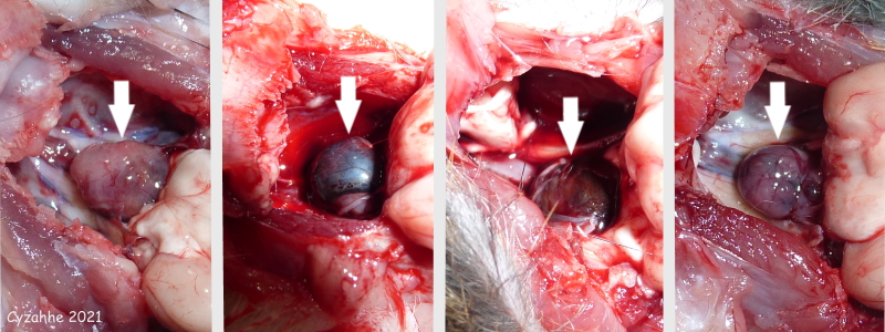 pituitary tumor female rat