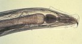 Aspiculuris tetraptera