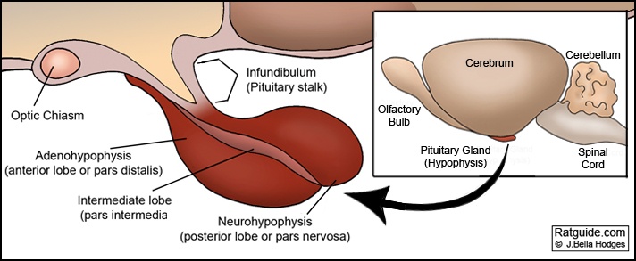 Pituitary Anatomy Figure 1 - Rat Guide
