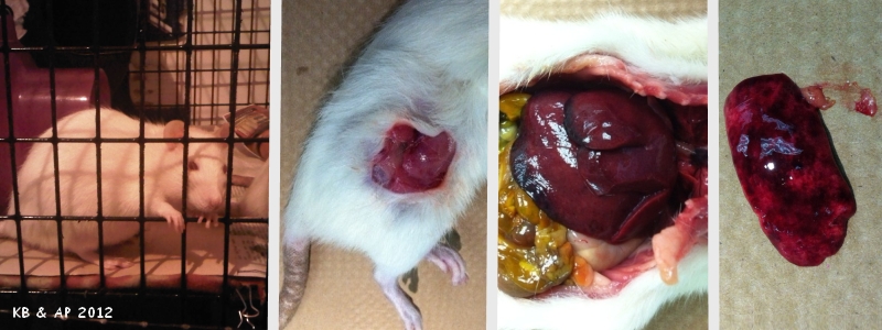 round cell sarcoma