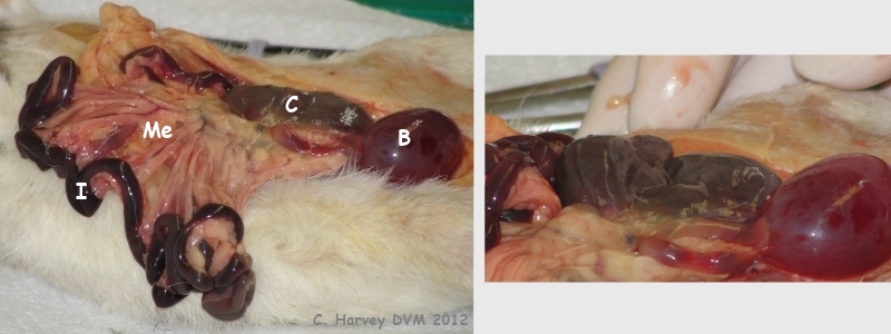  cecum, small intestine, mesentery 