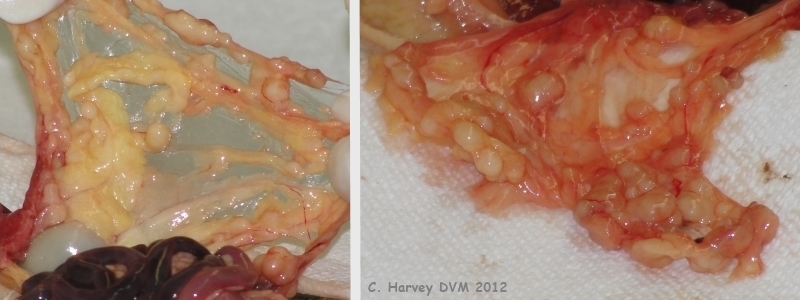 mesentery, white firm nodules  