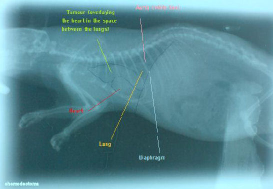 x-ray of chromodactoma