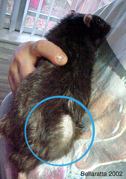 elderly male rat with tumor