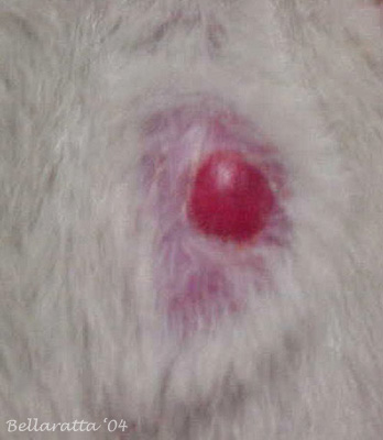 close up of mast cell on rat