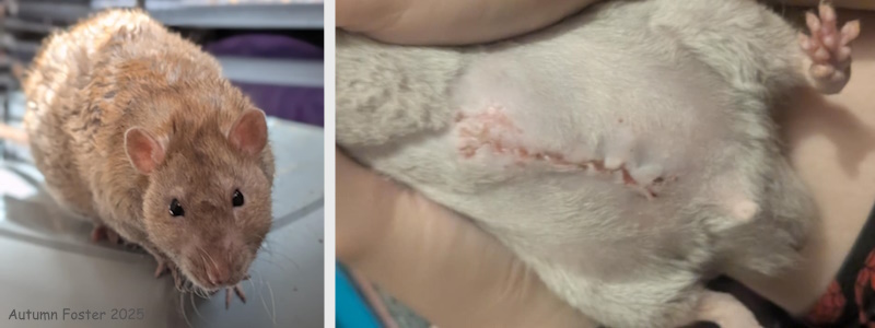 Obi before and after