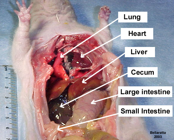 diagram of organs