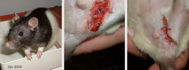 post-op wound dehiscence