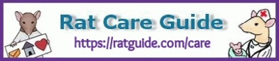 Rat Care Guide
